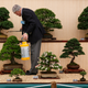 Bonsai at the Chelsea Flower Show in London.